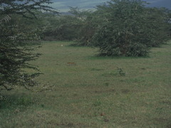 Leptailurus serval