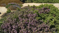 Erica manipuliflora