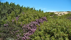Erica manipuliflora
