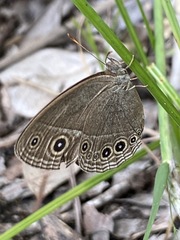 Brakefieldia simonsii