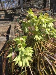 Helleborus viridis
