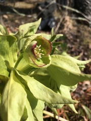 Helleborus viridis