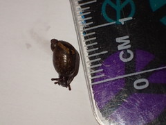 Novisuccinea ovalis
