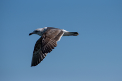Larus occidentalis