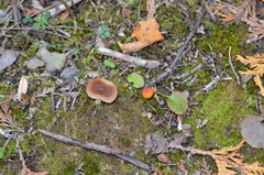 Cuphophyllus colemannianus