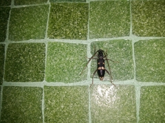 Coleocoptus senio