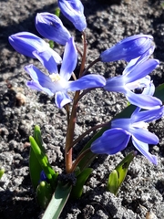 Scilla sardensis
