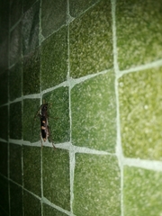 Coleocoptus senio