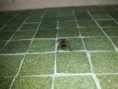 Coleocoptus senio