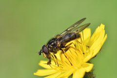 Ferdinandea fumipennis
