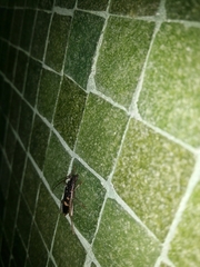 Coleocoptus senio