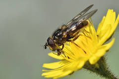 Ferdinandea fumipennis