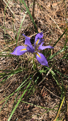 Iris unguicularis syriaca