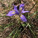 Iris unguicularis syriaca - Photo 由 Naya Hassan 所上傳的 (c) Naya Hassan，保留部份權利CC BY-NC-ND