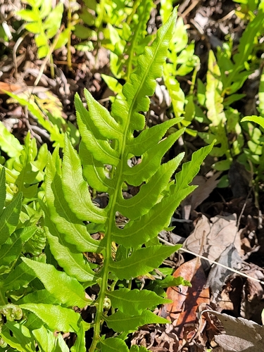 Lorinseria areolata image