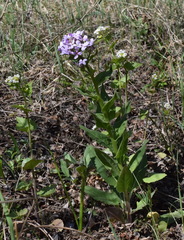 Hesperis pycnotricha