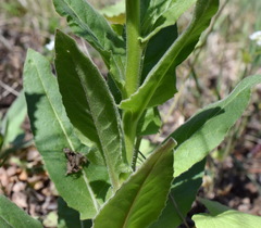 Hesperis pycnotricha