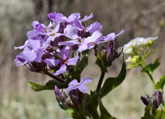 Hesperis pycnotricha