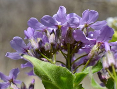 Hesperis pycnotricha