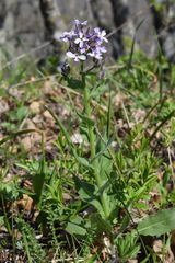 Hesperis pycnotricha