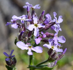 Hesperis pycnotricha