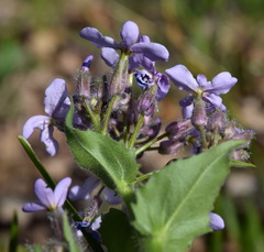 Hesperis pycnotricha