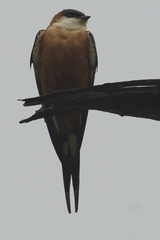 Cecropis senegalensis