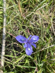 Moraea sisyrinchium