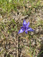 Moraea sisyrinchium