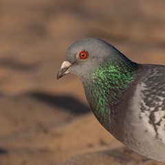 Columba livia