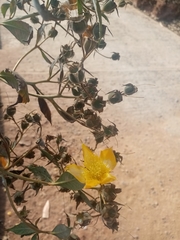 Mentzelia arborescens