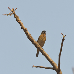 Lonchura punctulata