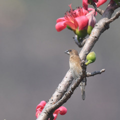 Lonchura punctulata