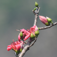 Bombax ceiba