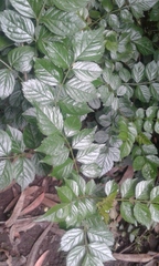 Spathodea campanulata