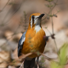 Geokichla citrina