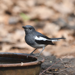 Copsychus saularis