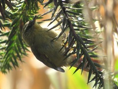 Cranioleuca obsoleta