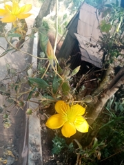 Mentzelia arborescens