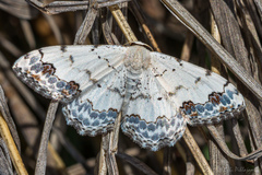 Scopula decorata