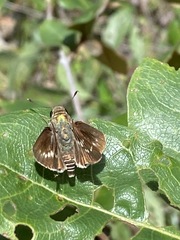 Platylesches moritili