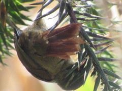 Cranioleuca obsoleta