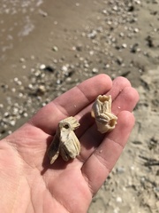 Amphibalanus eburneus