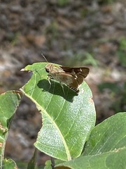 Platylesches moritili