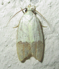 Odites natalensis