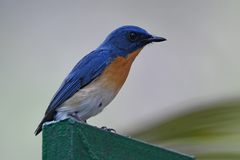 Cyornis tickelliae