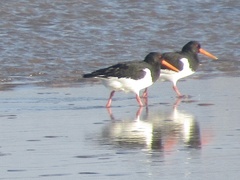 Haematopus ostralegus