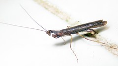 Bantiinae