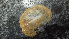 Variospora aurantia
