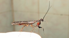 Bantiinae